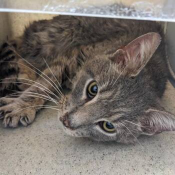 Domestic Short Hair Cats Available for Adoption - Chicago Style Hot Dog | PetCurious