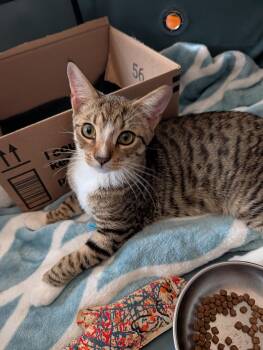 Cashew -  Domestic Short Hair Cat for Adoption - Cashew | PetCurious