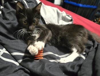 Muffin -  Domestic Short Hair Cat for Adoption in Burnaby, British Columbia - Muffin | PetCurious