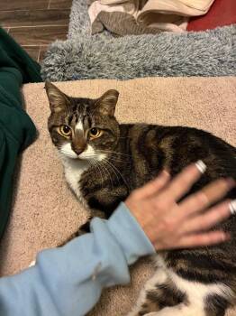 Wobbles -  Domestic Short Hair Cat Available for Adoption in Randolph, Massachusetts - Wobbles | PetCurious