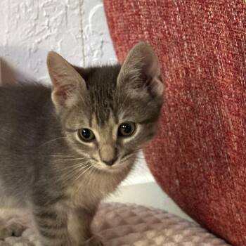 Quicksilver -  Domestic Short Hair Cat for Adoption in Redwood City, California - Quicksilver | PetCurious