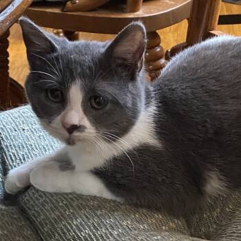 Rescue Domestic Short Hair Cats for Adoption in Rochester, Minnesota - Candy Cane (Frosty) | PetCurious