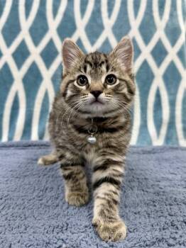 Domestic Short Hair Cats Available for Adoption - Coconut | PetCurious