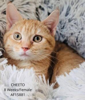 Cheeto -  Domestic Short Hair Cat for Adoption - Cheeto | PetCurious