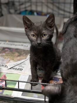 Annalise -  Domestic Short Hair Cat for Adoption in Tilton, Illinois - Annalise | PetCurious