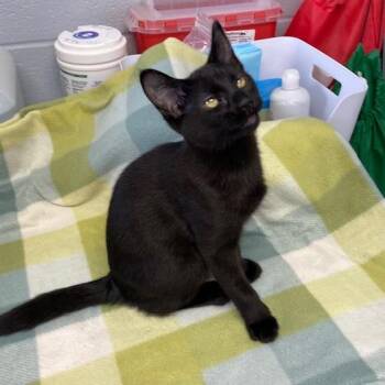 Starling -  Domestic Short Hair Cat for Adoption in Duncan, Oklahoma - Starling | PetCurious