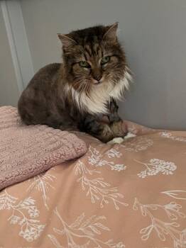 Cleo -  Domestic Medium Hair Cat for Adoption in Portland, Oregon - Cleo | PetCurious