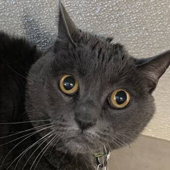 Koda -  Domestic Short Hair Cat for Adoption in Goleta, California - Koda | PetCurious
