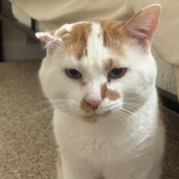 Rescue Domestic Short Hair Cats for Adoption in Merrifield, Virginia - Fathead Creel | PetCurious