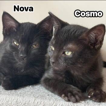 Nova -  Domestic Short Hair Cat for Adoption in Edwardsville, Illinois - Nova | PetCurious