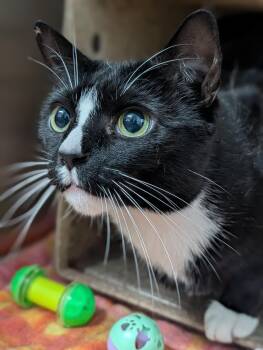 Domestic Short Hair Cats Available for Adoption in Plainfield, New Jersey - Wheaties | PetCurious