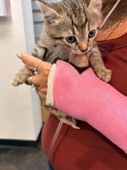 Domestic Short Hair Cats Available for Adoption in Memphis, Tennessee - Rainn | PetCurious