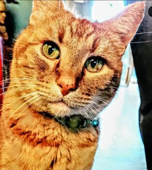 Tabby Cats Available for Adoption - Ernie | PetCurious