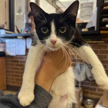 Nadya -  Domestic Short Hair Cat for Adoption in Birmingham, Alabama - Nadya | PetCurious