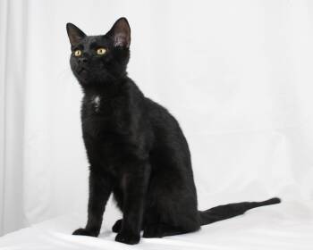Rescue Bombay and Domestic Short Hair Cats for Adoption in Tuscaloosa, Alabama - Inky | PetCurious