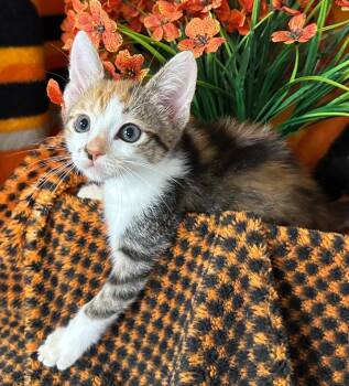 4/3/26 Kourtney (orange) -  Domestic Short Hair Cat for Adoption in Stillwater, Oklahoma - 4/3/26 Kourtney (orange) | PetCurious