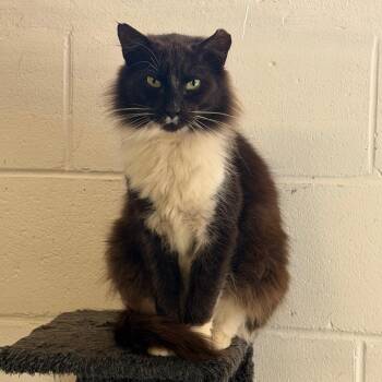 Domestic Medium Hair Cats Available for Adoption - Oakley | PetCurious