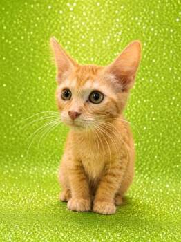 ANDREW REYNOLDS -  Domestic Short Hair Cat for Adoption in Jacksonville, Florida - ANDREW REYNOLDS | PetCurious