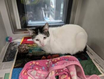 Domestic Short Hair Cats Available for Adoption in Rowlett, Texas - LAYLA | PetCurious