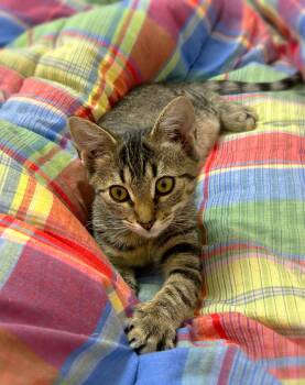 Riley -  Domestic Short Hair Cat for Adoption in Johnson City, Tennessee - Riley | PetCurious
