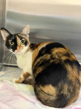 Tulip -  Domestic Short Hair Cat for Adoption in Columbus, Nebraska - Tulip | PetCurious