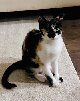 Domestic Short Hair Cats Available for Adoption in San Francisco, California - Desy | PetCurious