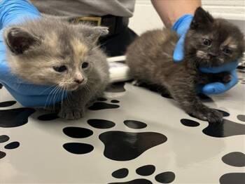 DONNA -  Domestic Short Hair Cat for Adoption in Derwood, Maryland - DONNA | PetCurious