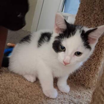 Jackson -  Domestic Short Hair Cat for Adoption - Jackson | PetCurious