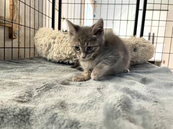 Brielle -  Tabby Cat for Adoption in Midway City, California - Brielle | PetCurious