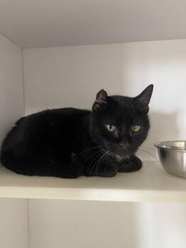 Domestic Short Hair Cats Available for Adoption - Toketee | PetCurious