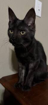 Rescue Maine Coon and Chausie Cats for Adoption in Dover, Arkansas - Raven | PetCurious