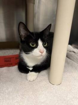 Mademoiselle -  Domestic Short Hair Cat for Adoption in Fallston, Maryland - Mademoiselle | PetCurious