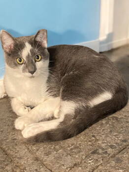 Rescue Domestic Short Hair Cats for Adoption in Champaign, Illinois - Nico | PetCurious
