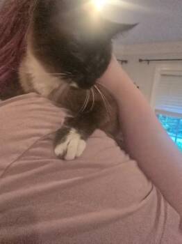 Siamese Cats Available for Adoption in Blountville, Tennessee - Arwen | PetCurious