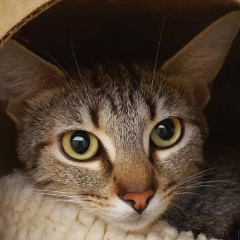 Ruthie -  Domestic Short Hair Cat for Adoption in Dayton, Ohio - Ruthie | PetCurious