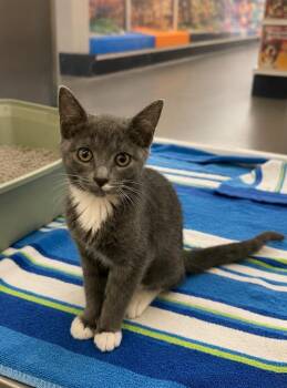 Shork -  Domestic Short Hair Cat for Adoption in Fort Lupton, Colorado - Shork | PetCurious