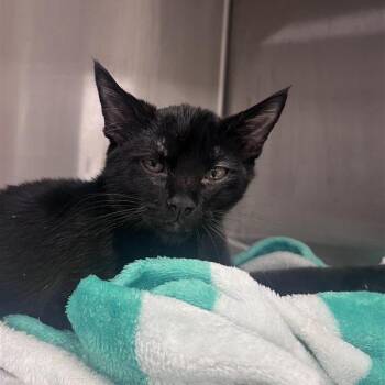Obsidian -  Domestic Short Hair Cat for Adoption in Bentonville, Arkansas - Obsidian | PetCurious