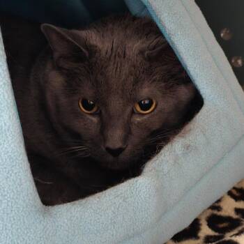 Gaston -  Domestic Short Hair Cat for Adoption in Denver, Colorado - Gaston | PetCurious