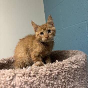 Jack-O- Lantern -  Domestic Short Hair Cat for Adoption in Kansas City, Missouri - Jack-O- Lantern | PetCurious