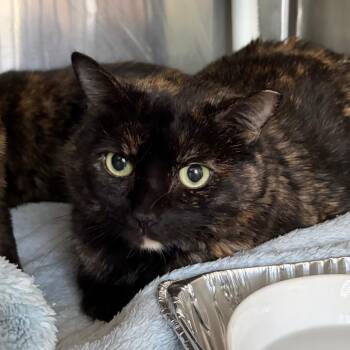 Domestic Short Hair Cats Available for Adoption in Cumming, Georgia - Kleo | PetCurious