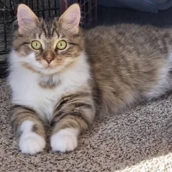Domestic Long Hair Cats Available for Adoption in Eaton Rapids, Michigan - Fleece Blanket | PetCurious