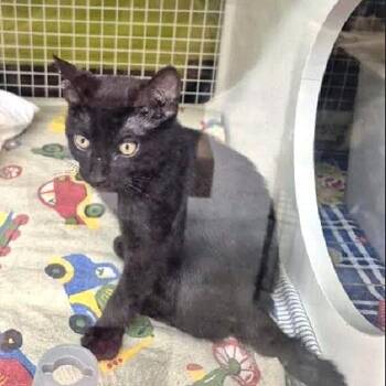 Brody -  Domestic Short Hair Cat for Adoption in Millcreek, Utah - Brody | PetCurious