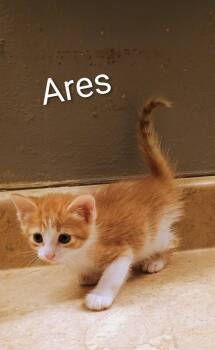 Ares -  Domestic Short Hair Cat for Adoption in The Woodlands, Texas - Ares | PetCurious