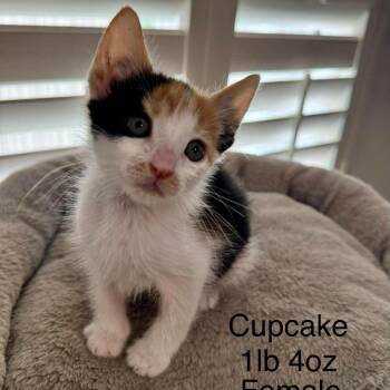 Cupcake -  Domestic Short Hair Cat for Adoption in Buellton, California - Cupcake | PetCurious