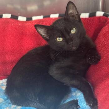 Corndog -  Domestic Short Hair Cat for Adoption in Marshalltown, Iowa - Corndog | PetCurious