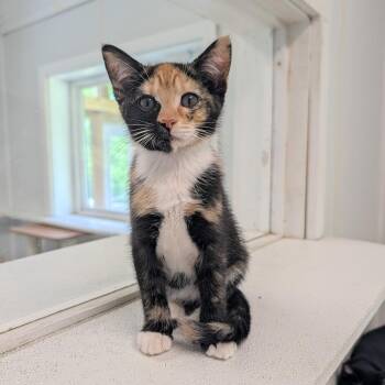 Inara -  Domestic Short Hair Cat for Adoption in Waynesville, North Carolina - Inara | PetCurious