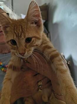 Rusty -  Domestic Short Hair Cat for Adoption in Lincoln Park, Michigan - Rusty | PetCurious
