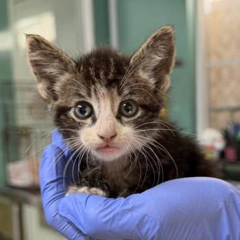 IVHS-Stray-141886 -  Domestic Short Hair Cat for Adoption in San Gabriel, California - IVHS-Stray-141886 | PetCurious