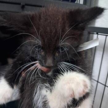 Nessie -  American Shorthair and Domestic Medium Hair Cat for Adoption in Parrish, Alabama - Nessie | PetCurious