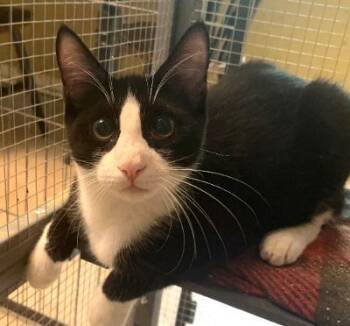 Archie -  Tuxedo and Domestic Short Hair Cat for Adoption in Columbia, South Carolina - Archie | PetCurious